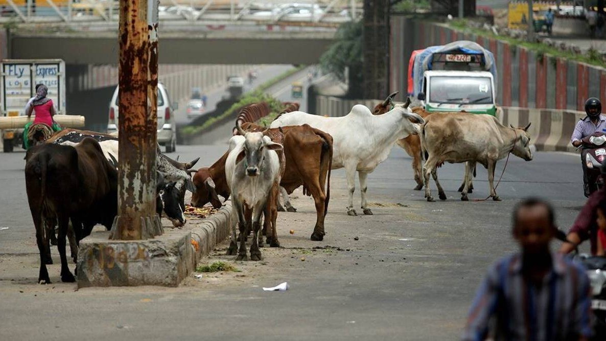 Despite levy of Cow Cess stray cattle roams freelyon roads